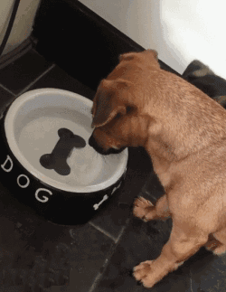 白熊犬和狼青打架视频:狼青，昆明犬，马犬还有德牧性格如何？