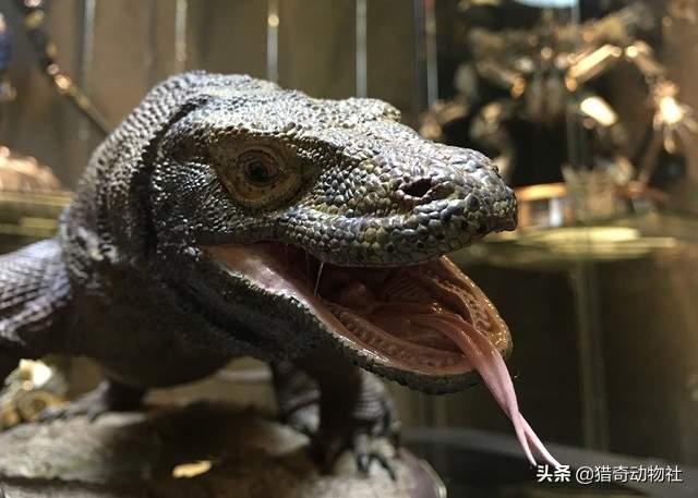 北美灰狼项圈:作为地球上最大的犬科动物，北美灰狼的战斗力如何？