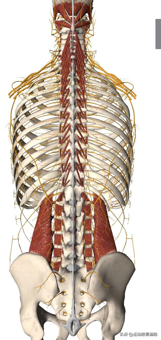 腰椎突出隔三差五腰痛怎么办女性