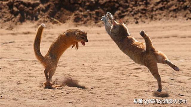眼镜王蛇vs银环蛇图片:眼镜王蛇能不能打过黄鼠狼？在农村遇到眼镜王蛇怎么办？