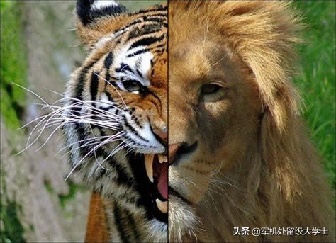 阿根廷杜高vs狮子:雄狮几岁成年，一头成年雄狮可以对抗多少只鬣狗？