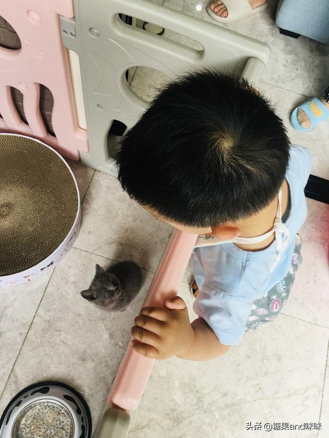 闷猫:猫对新环境不熟悉，在家里，但是躲起来找不到了怎么办？