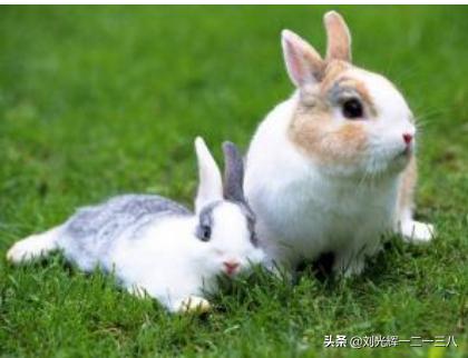 兔球虫病的症状:兔子球虫病的预防与治疗？