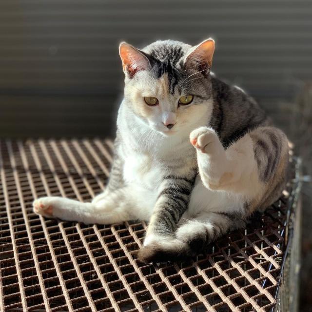 你什么时候被猫的智商震惊了？插图2