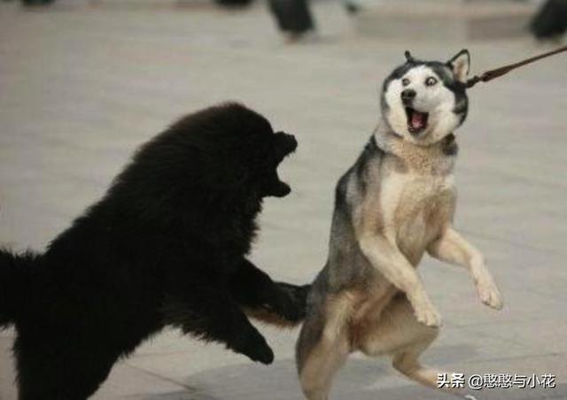 哈士奇:哈士奇真的算狗吗？为何有那么多不寻常之处？
