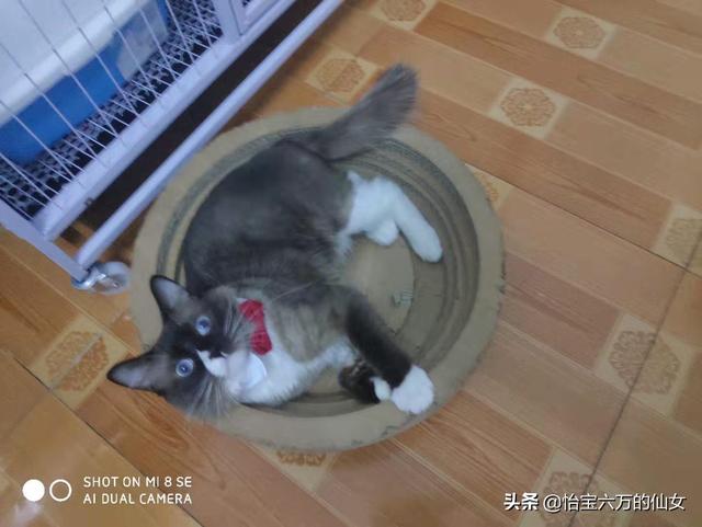 猫癣会传染大猫吗:家里有一只猫了，再带回去一只小猫，会打架吗？