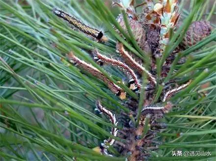 灰喜鹊防治松毛虫:黑皮油松的松毛虫如何防治？