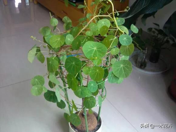 金不换植物爬藤:金不换种植时如何防虫害呢？