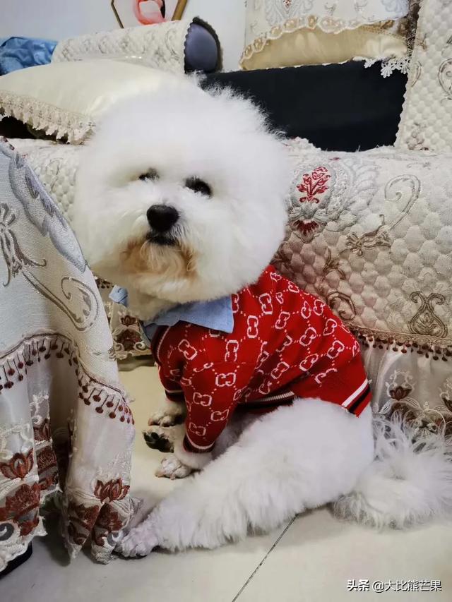 头条问答 刚把小狗抱回家 小狗瑟瑟发抖是什么原因 16个回答