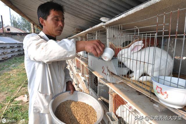 小龙猫用什么人工喂奶:如何人工喂养刚出生的小猫？