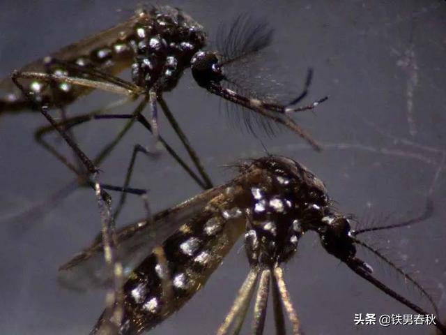 美国鸟类 影评:如何评价电影《美国动物》？ 美国鸟类电影