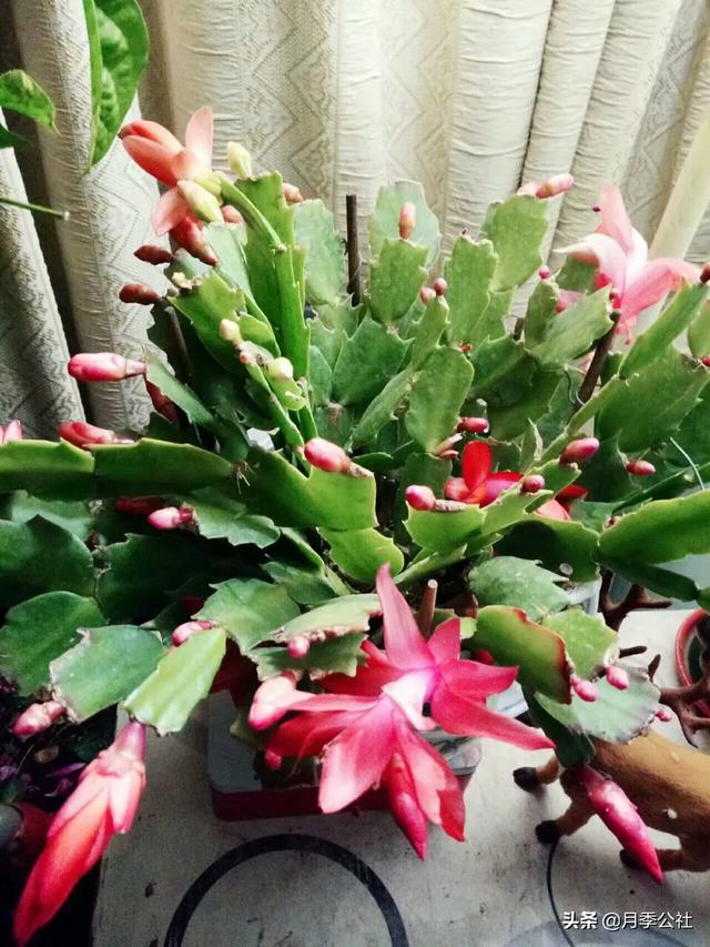 假昙花和蟹爪兰哪个好养:蟹爪兰在家如何正确的换盆？