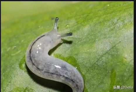 没有壳的蜗牛叫什么,那种很像蜗牛没有壳的生物叫什么？