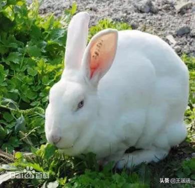 美国垂耳兔的饲养方法:肉兔的饲养方法是什么？市场怎么样？