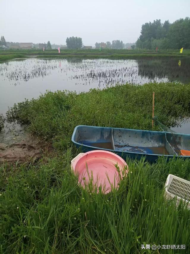 头条问答 池塘的水ph值低怎么办 冯达锋国兰的回答 0赞