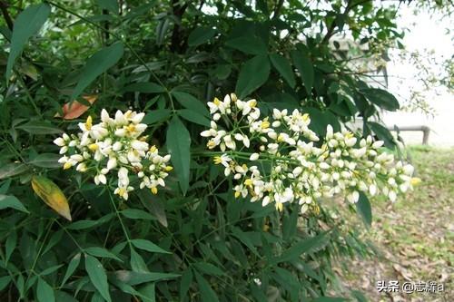 头条问答 南天竹开花后要剪掉吗 18个回答