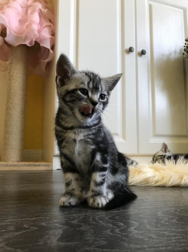收养流浪猫 弓形虫:宿舍楼下的流浪猫全靠学生买香肠喂养，我可以找人领养吗？