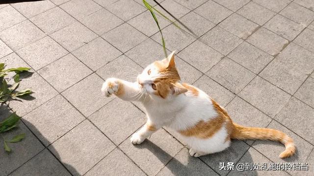 狗狗心事2在线阅读:真的有必要去当“舔狗”吗？