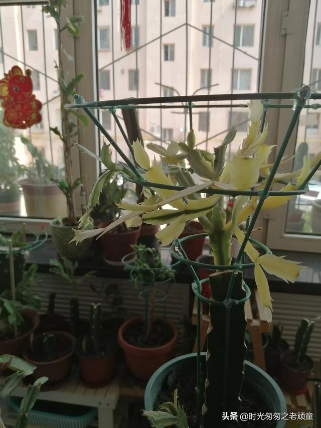 怎样嫁接蟹爪兰,叶仙怎样嫁接多层蟹爪兰？