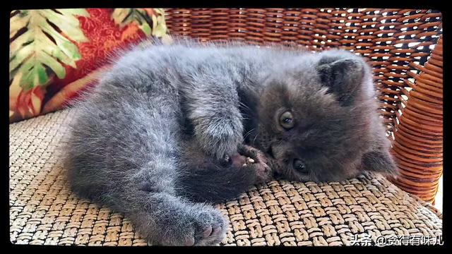 头条问答 有没有人养着英短蓝猫的 你们家猫性格好不好啊 Smart佳佳的回答 0赞