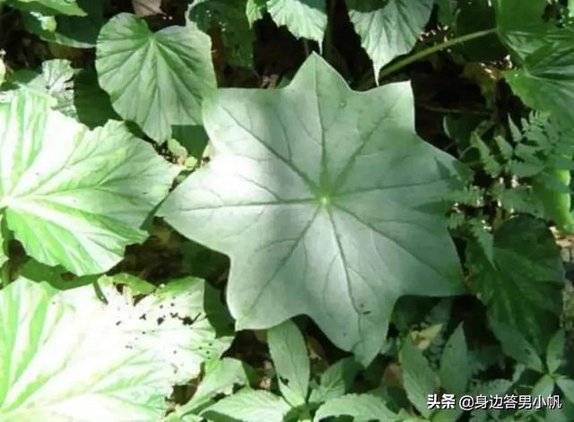 我怀疑被银环蛇咬伤:银环蛇为什么晚上出来活动？