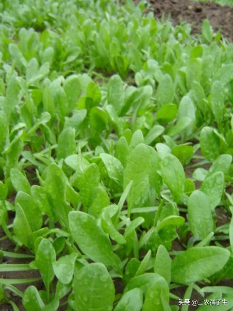 刚出苗的菠菜,需要施肥吗?施什么肥好?_生活常识_小高教学网