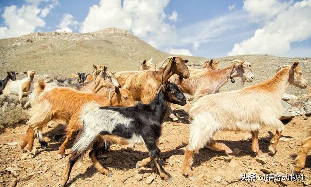 追踪澳洲野犬:澳洲兔子和山羊那么多，为什么不抓来卖，还要出那么多钱去消灭？