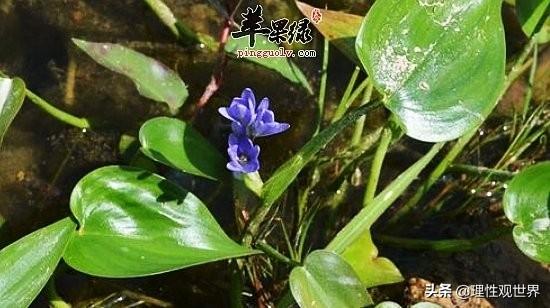 鸭舌菜是什么菜？马蹄菜是什么菜？