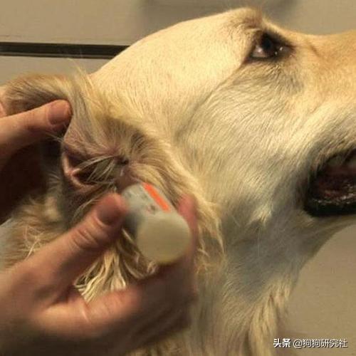 国美狗图:男朋友手机背景图放个狗是什么意思呢？ 国美狗图片