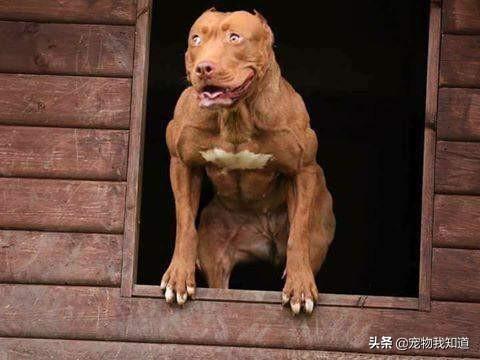 比特犬斗狗打架视频:比特犬斗狗视频大全 给你两万块钱，再给你一把刀，你愿意和两只比特犬搏斗吗？