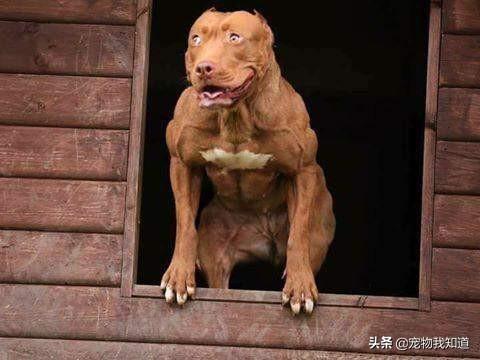 比特犬vs藏獒图片:十只比特犬vs一只东北虎，能赢吗？ 比特犬vs藏獒视频