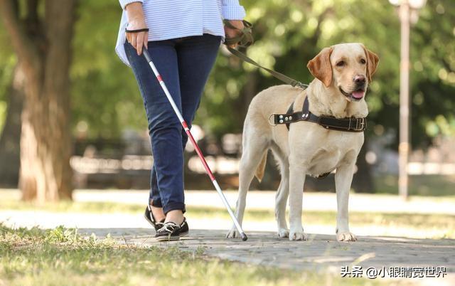 你家的狗是是“禁养犬”吗，成都禁养的犬中包括中华田园犬，这会引起田园犬绝种吗你怎么看