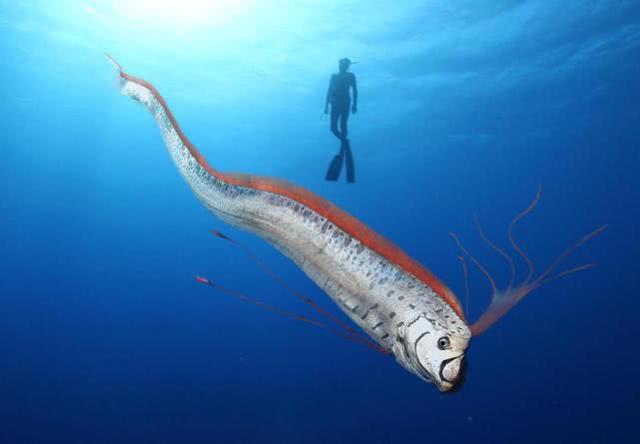 马萨德巨蛇你听说过吗:大海蛇之谜，巨型海蛇是否存在？
