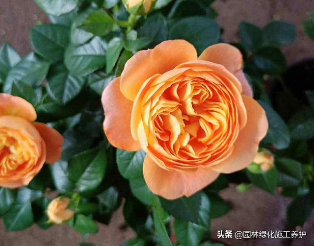vents月季花品种介绍及图片:伊芙月季里最香的品种 月季朱丽叶好种吗？有哪些技巧？