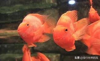 迷你鹦鹉鱼繁殖条件:宝蓝迷你鹦鹉繁殖一定要用陶罐吗？可以用什么东西代替？