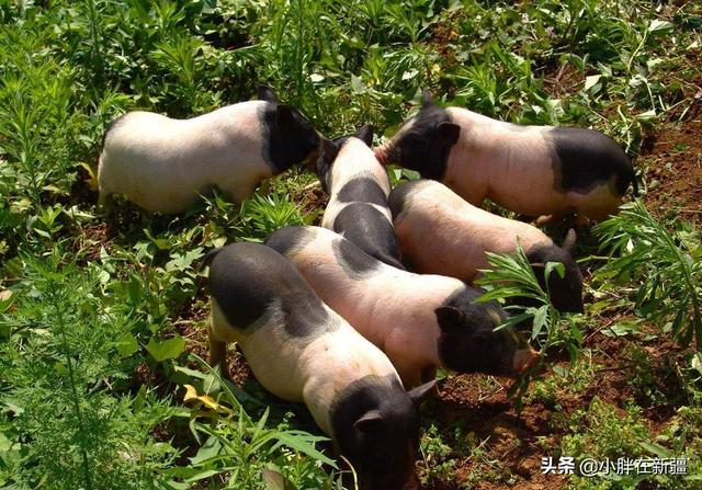 育民村香猪养殖场:哈尔滨巴马香猪养殖场 巴马香猪可以天天酒漕吗？