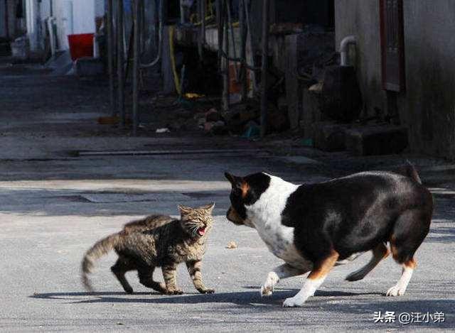猫狗打架为啥猫总是占优势，猫狗打架，为什么猫总是相对有优势？