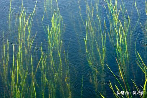头条问答 水草叶子上全是黑色斑点是怎么回事 一笑妈麻的回答 0赞