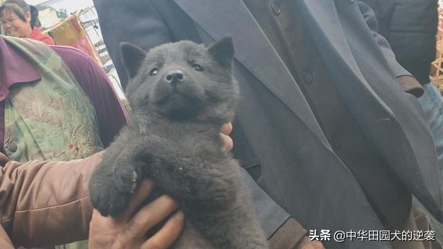 土狗指什么？高加索犬、藏獒、比特犬,哪个更凶猛？