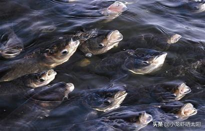 食用笠螺图片:田螺和石螺怎么区别？每年哪个季节吃最合适，有多少种吃法？