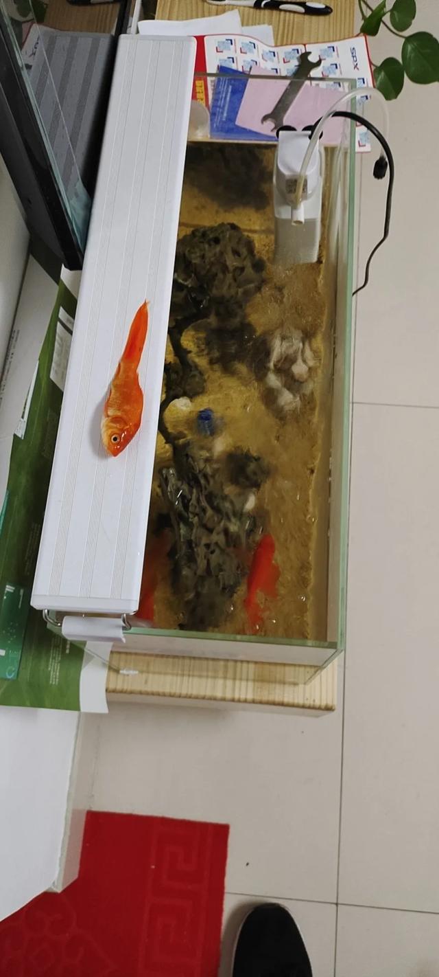 松鳞病的鱼会自己好吗:鱼先掉鱼鳞，后趴在水底不活跃，慢慢死了，该怎么治疗？