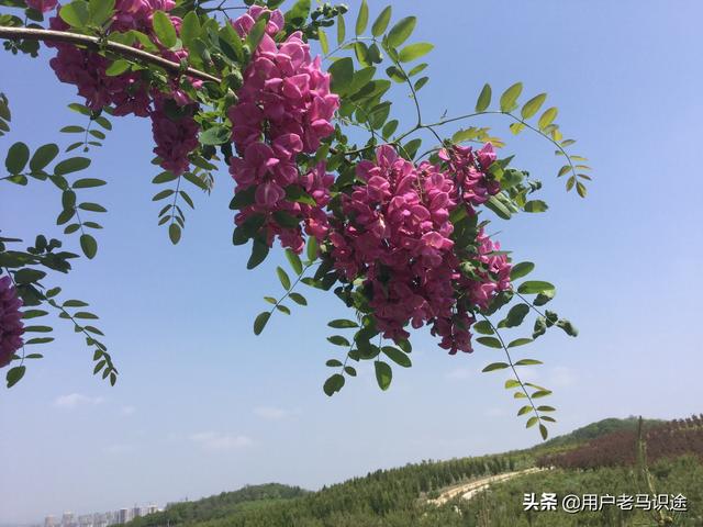 现在出去玩都喜欢拿起手机、相机拍拍拍,晒出你春天出去玩拍的最中意的照片？
