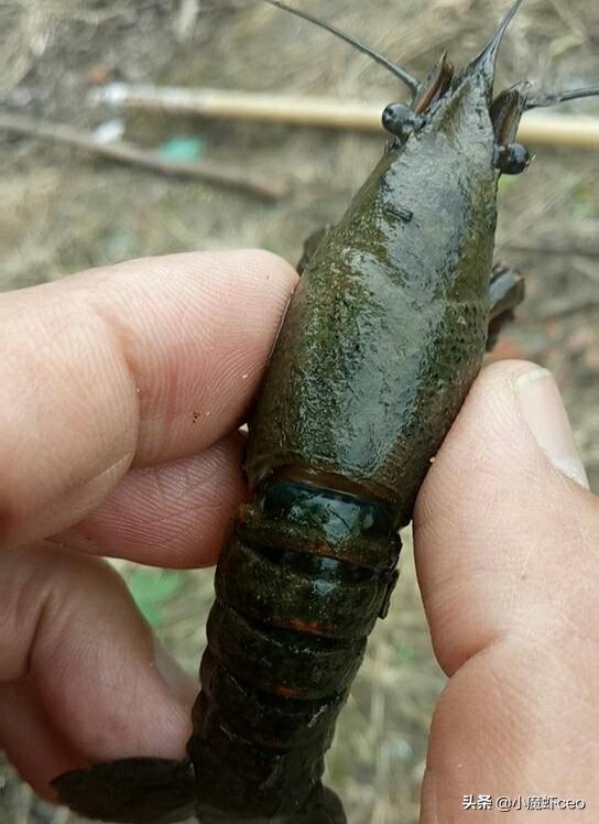 龙虾纤毛虫怎么治疗(澳洲淡水龙虾纤毛虫怎样治疗)_经验妙招5_经验