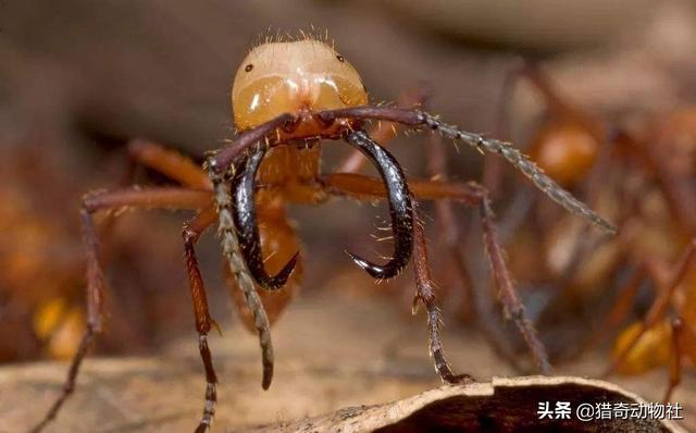 小食蚁兽吃什么:一群行军蚁能否对付一只饥饿的食蚁兽？