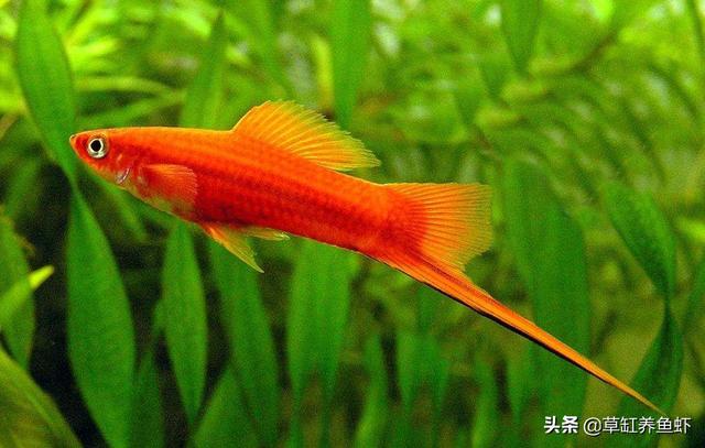 黑鳍蛇鲭红眼睛:鲫鱼有什么营养价值？什么样的人千万不能吃鲫鱼？