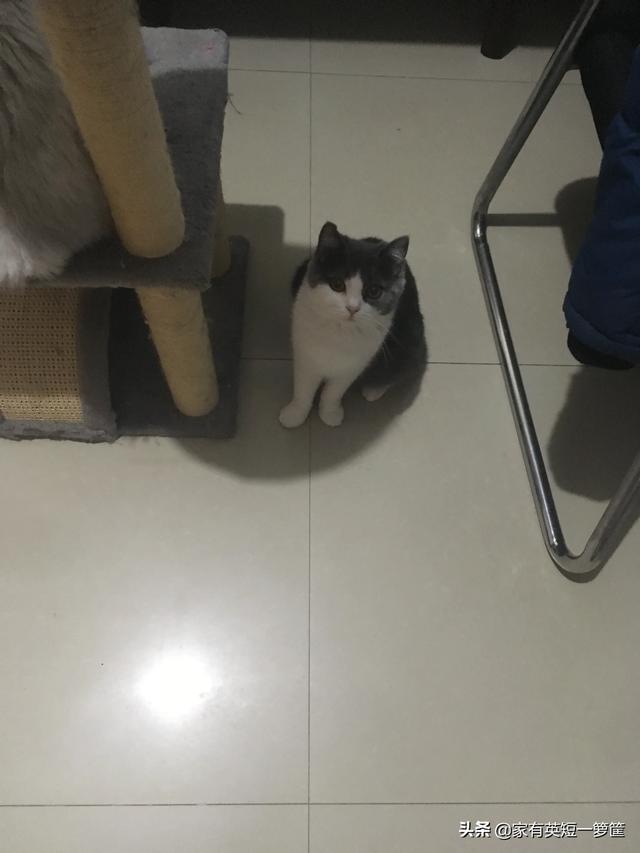 健康猫:如何从猫咪的便便中发现健康问题？