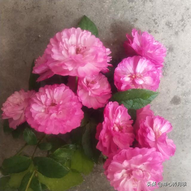 最香的几款月季品种是什么？插图136