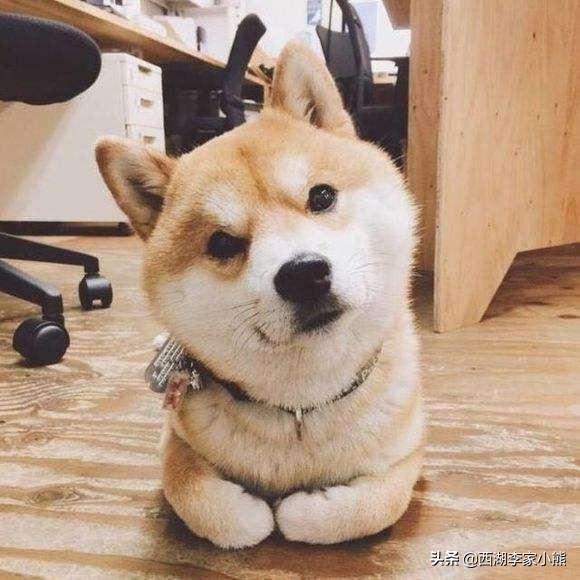 狗狗101柴犬训练:柴犬如何去训练掌握生活中的基本动作？