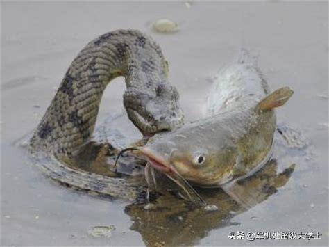 玉米蛇除了乳鼠还能吃什么:玉米蛇除了吃小白鼠还吃什么 养宠物蛇平时都是怎么喂食的？