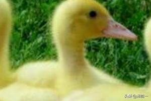 养鸭子技术:肉鸭养殖管理，主要技术措施有哪些？具体如何实施？